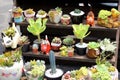 Assorted succulents in different pots for home and garden decoration Royalty Free Stock Photo