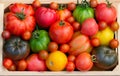 Top view of variety of colorful tomatoes in the wooden crate Royalty Free Stock Photo