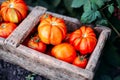 Assorted tomatoes in brown paper bags. Various tomatoes in bowl.