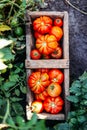 Assorted tomatoes in brown paper bags. Various tomatoes in bowl.