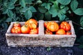 Assorted tomatoes in brown paper bags. Various tomatoes in bowl.