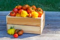 Assorted tomatoes in rustic crate