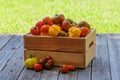 Assorted tomatoes in rustic crate