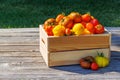 Assorted tomatoes in rustic crate