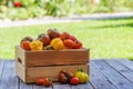 Assorted tomatoes in rustic crate