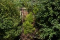 Assorted Trees and Shrubs at an Old Garden Fence Royalty Free Stock Photo