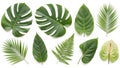 Assorted tropical leaves on white background isolated on white background Royalty Free Stock Photo