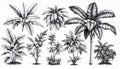 Assorted Tropical Plant Illustrations in Black and White Outlines Against White Background Royalty Free Stock Photo