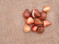 Assorted tulip bulbs on rustic hessian with copyspace. Overhead view.