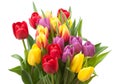 Assorted Tulips Bouquet. Isolated On White Background Royalty Free Stock Photo