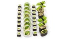 Assorted vegetarian sushi rolls with fresh green vegetables Royalty Free Stock Photo