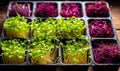 Assorted vibrant microgreens growing in trays with rich green purple and yellow leaves fresh organic produce for healthy eating