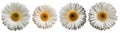 Assorted white gerbera daisy flower heads isolated on transparent PNG background.