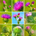 Assortment of bur thorny flower Royalty Free Stock Photo