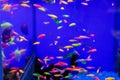 assortment of Danio Glo or Glofish in blue aquarium
