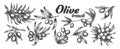 Assortment Different Olive Branch Set Ink Vector