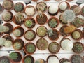 Assortment of small cactus plants in plastic pots Royalty Free Stock Photo