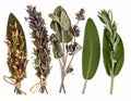 Assortment of Dried Herbs Including Lavender Sage and Rosemary on White Background Royalty Free Stock Photo