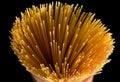 Assortment of dry pasta spaghetti, orzo, noodles and creste di gallo over black textured background. Top view