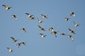 Assortment of Ducks Flying in a Blue Sky Royalty Free Stock Photo