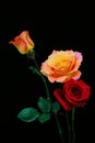 Collection of multi color roses presented against black background