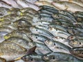 Assortment of fresh fish frozen on ice at seafood market Royalty Free Stock Photo