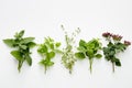Assortment of fresh herbs catnip, mint, thym, lemon balm and or