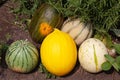 assortment of fresh melons displayed on soil Royalty Free Stock Photo