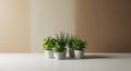 Assortment of fresh potted herb plants including basil, rosemary, and mint on a white surface Royalty Free Stock Photo