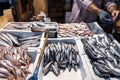 Assortment of fresh raw fish on market in city Tripoli Royalty Free Stock Photo