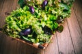 Assortment of freshly picked lettuce for salad and small aubergines eggplants Royalty Free Stock Photo