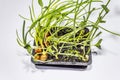 Assortment of green seedlings isolated on white background. Ready for planting in open ground Royalty Free Stock Photo