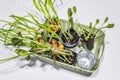 Assortment of green seedlings isolated on white background. Ready for planting in open ground Royalty Free Stock Photo