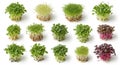 Assortment of Healthy Microgreens on White Background Royalty Free Stock Photo