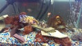 Assortment of Lake Malawai Cichlids