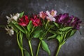 Assorted Colors of Alstroemeria Royalty Free Stock Photo