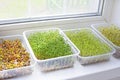 Assortment of microgreen plants