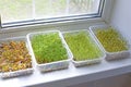 Assortment of microgreen plants