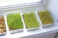 Assortment of microgreen plants