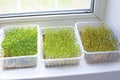 Assortment of microgreen plants