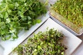 Assortment of microgreens Royalty Free Stock Photo