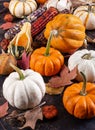Assortment of Mini Pumpkins, Squash and Corn Royalty Free Stock Photo