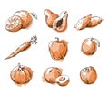 Assortment of orange foods, fruit and vegtables, vector sketch