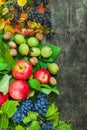 Assortment organic fruits berries apple grape damascene walnut rowanberry dark wooden country background health care Royalty Free Stock Photo