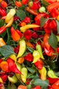 Assortment of peppers of different types Royalty Free Stock Photo