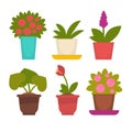 Assortment of potted flowers
