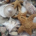 Assortment of sea shells