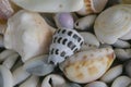 Assortment of sea shells