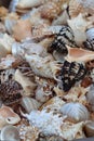 assortment of shells of various sizes and Mediterranean sea colors-