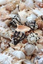 assortment of shells of various sizes and Mediterranean sea colors-